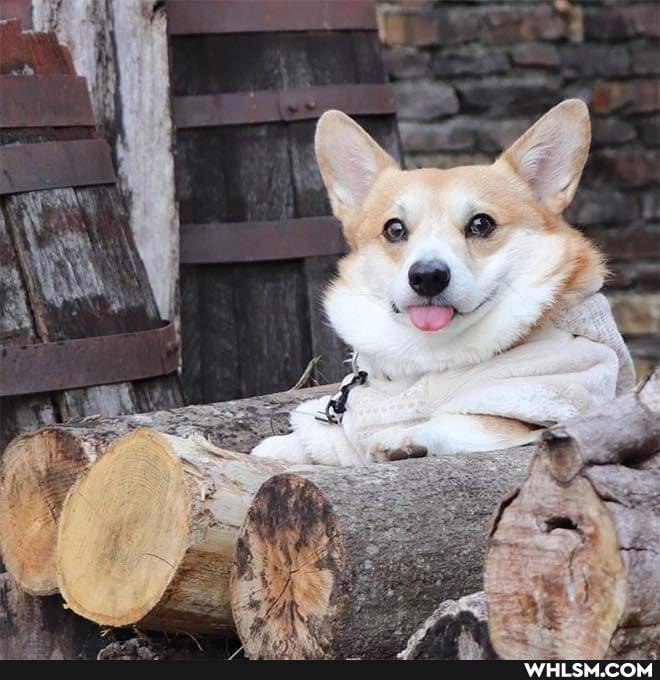 aww, dump, wholesome