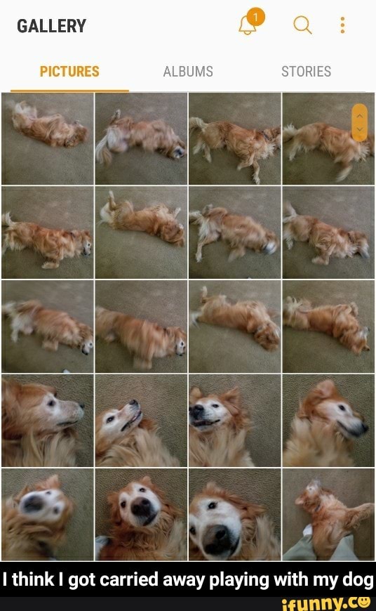 Ithink I got carried away playing with my dog - I think I got carried away playing with my dog