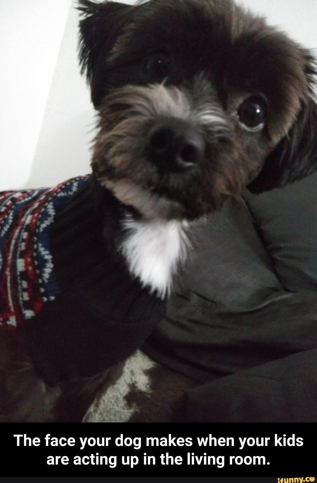 The face your dog makes when your kids are acting up in the living room. - The face your dog makes when your kids are acting up in the living room.