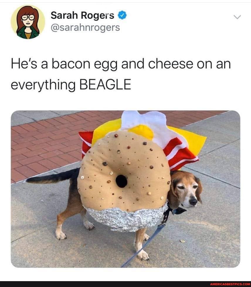 He's a bacon egg and cheese on an everything BEAGLE