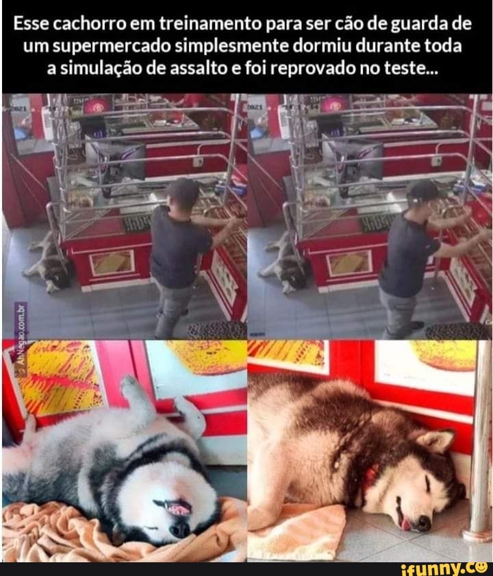 Esse cachorro em treinamento para ser cão de guarda de um supermercado simplesmente dormiu durante toda a simulação de assalto e foi reprovado no teste...