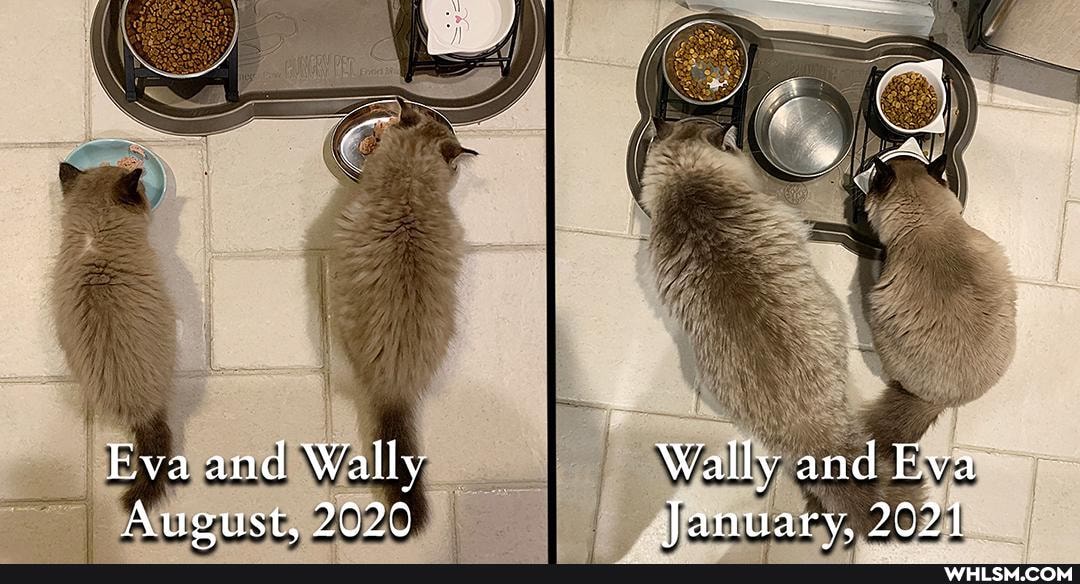 Eva and Wally Wally and Eva
August, 2020 January, 2021