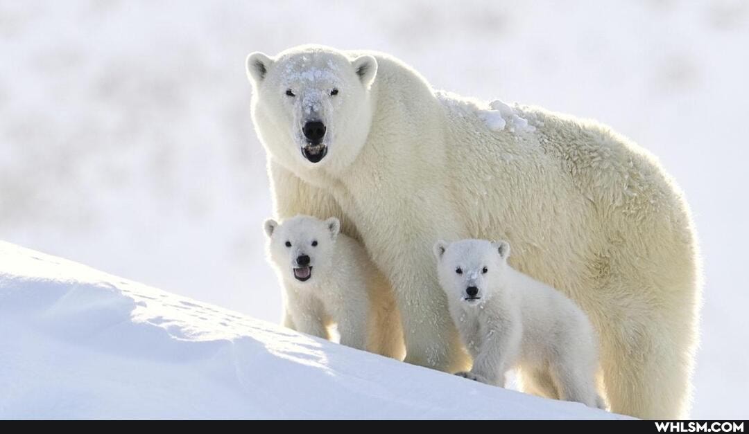 nature, baby_animals, adventure, national_polar_bear_day