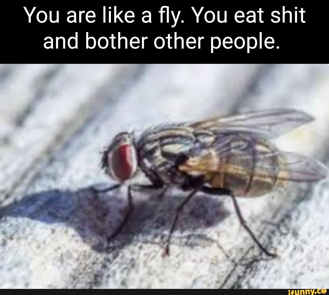 You Are Like A Fly. You Eat Shit And Bother Other People. - Ifunny