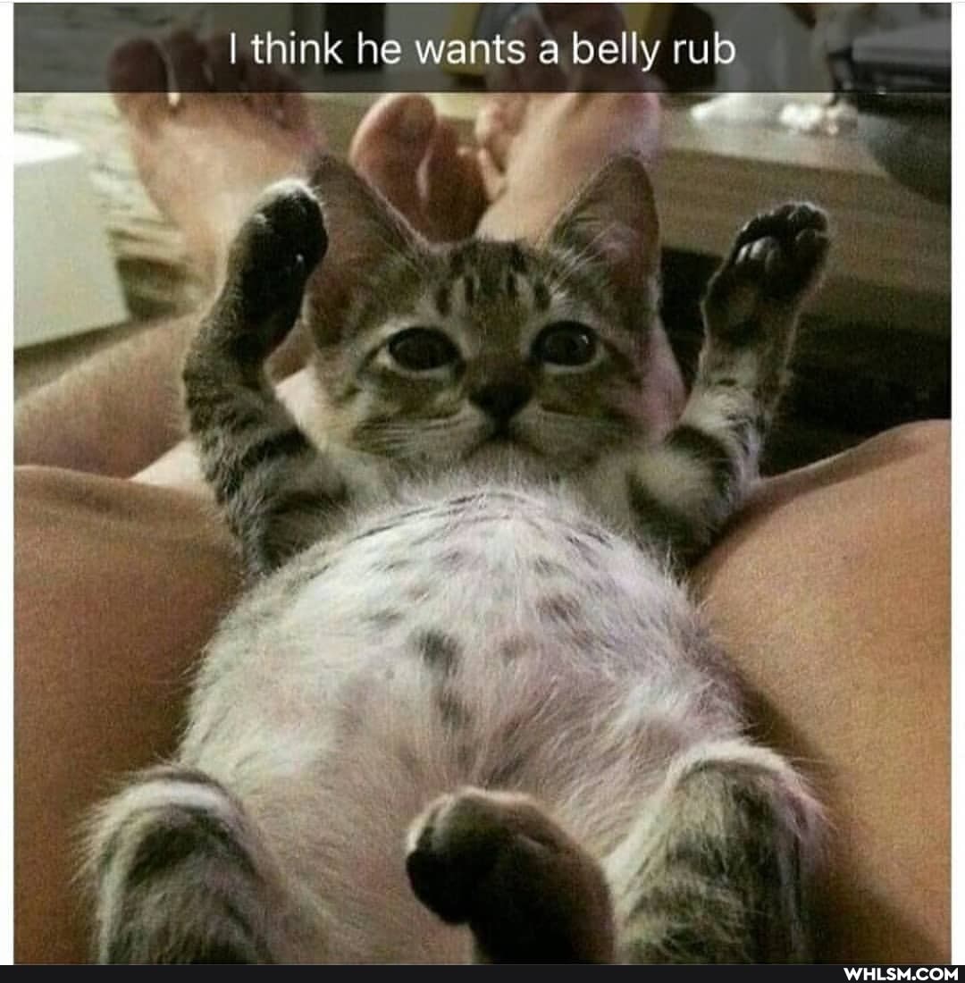 I think he wants a belly rub