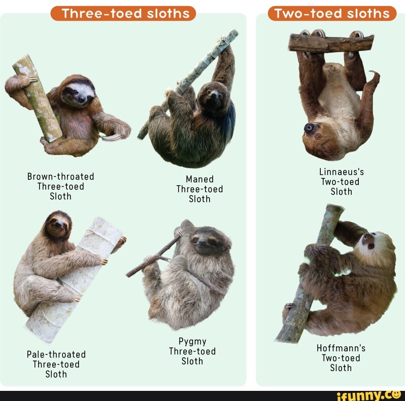 Three Toed Sloths Two Toed Sloths Linnaeuss Two Toed Three Toed Sloth Sloth Brown Throated 