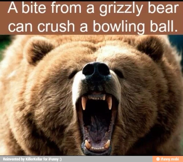 Grizzly Bear Jaw