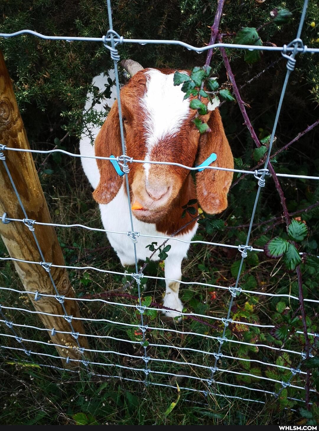 goats, beach, seaside