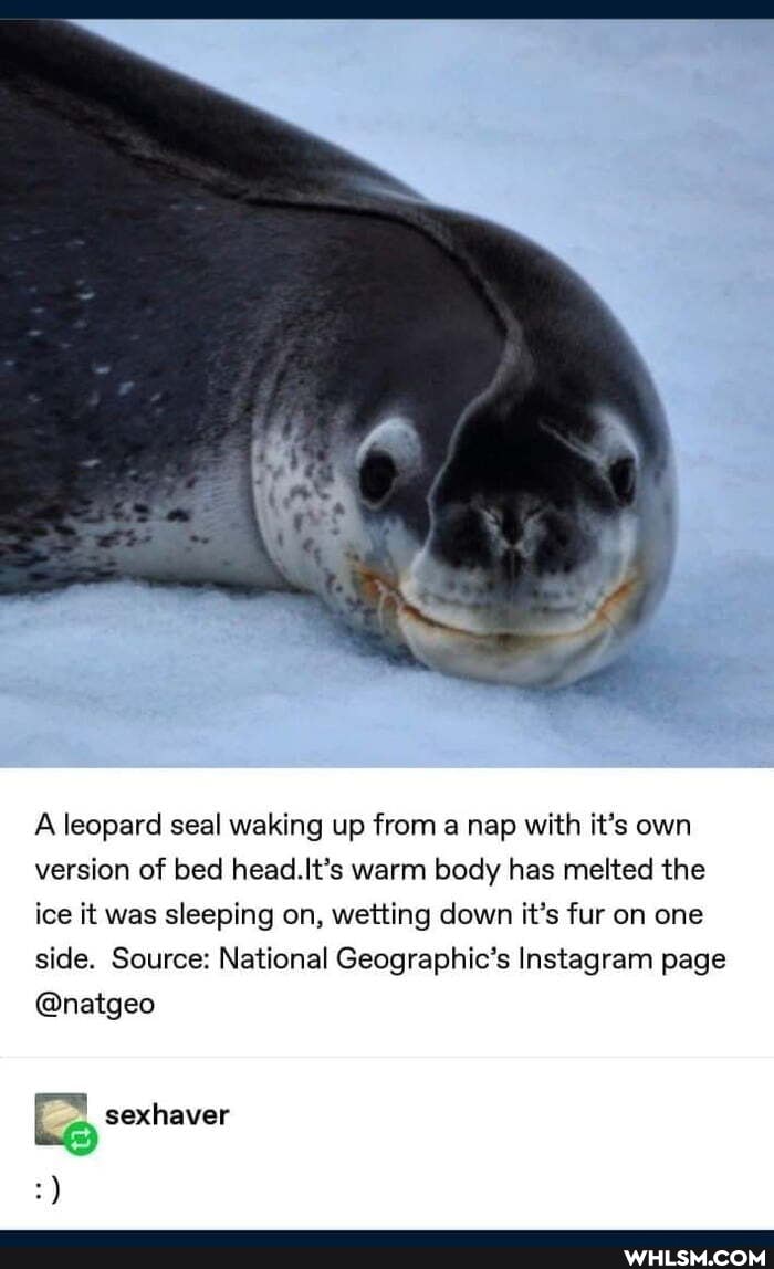 A leopard seal waking up from a nap with it's own version of bed head.IIt's warm body has melted the ice it was sleeping on, wetting down it's fur on one side. Source: National Geographic's Instagram page
@natgeo
sexhaver