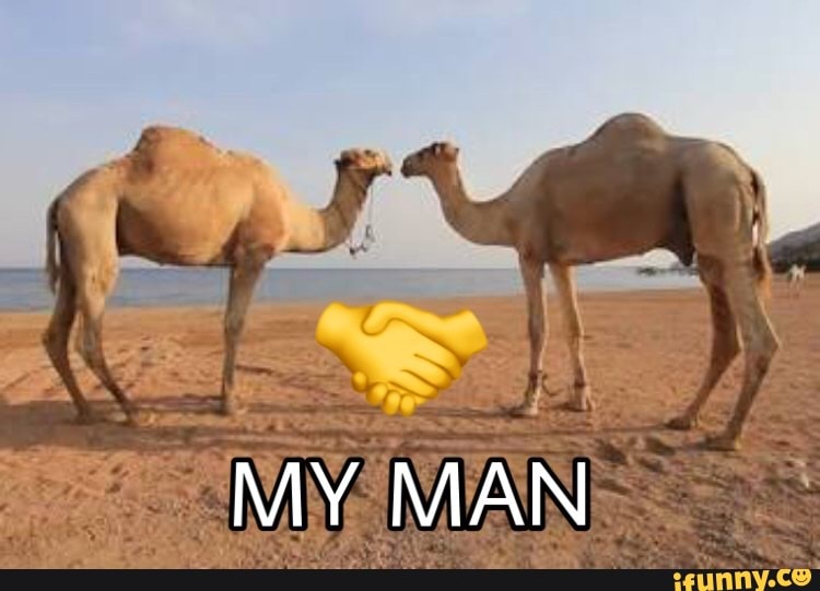 myman, base, basedememe, bases, comentarios, omar, camelo, animais, animal, shitpostbr, shitpost, shitposting, shitpostbrasil