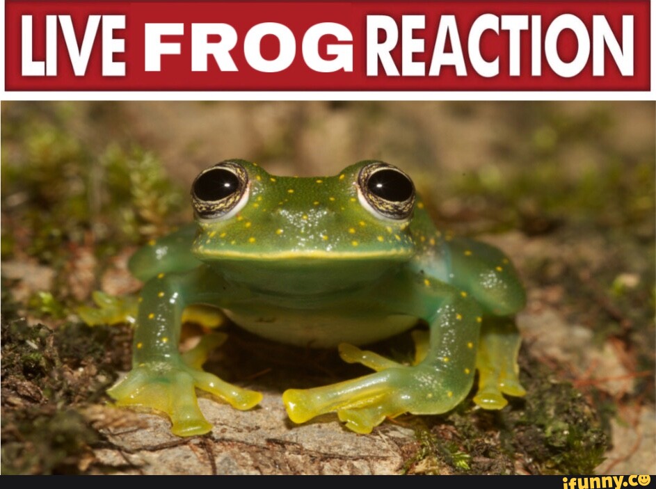 LIVE FROG REACTION iFunny Brazil