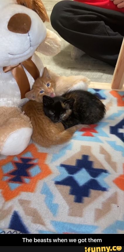 The beasts when we got them - The beasts when we got them