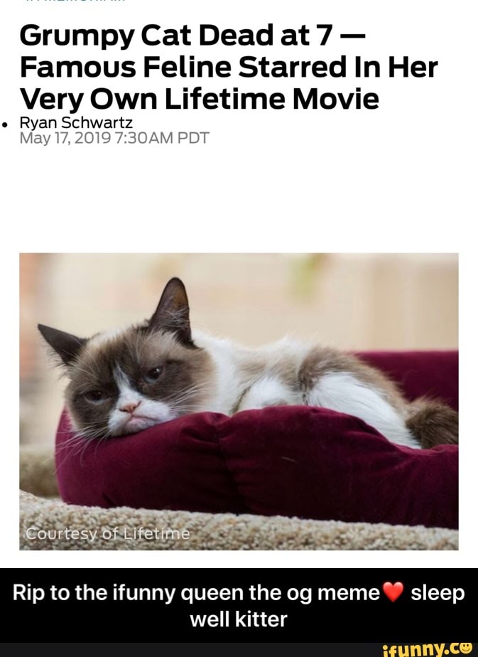 Grumpy Cat Dead At 7 Famous Feline Starred In Her Very Own Lifetime