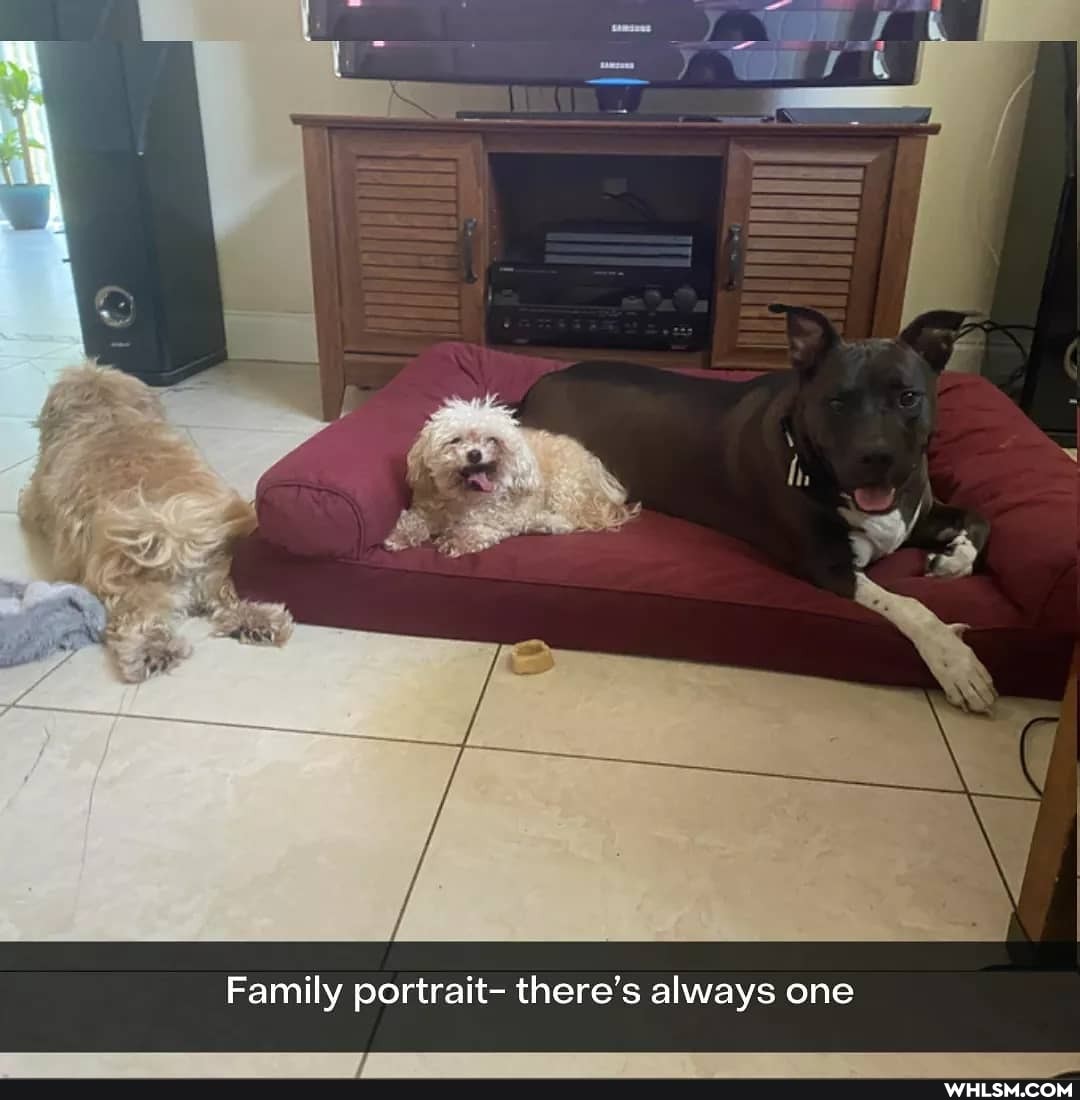 Family portrait- there's always one