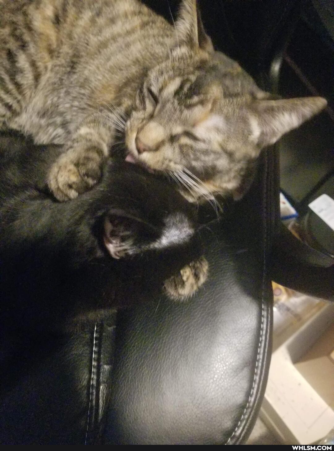 caturday, aww, cat