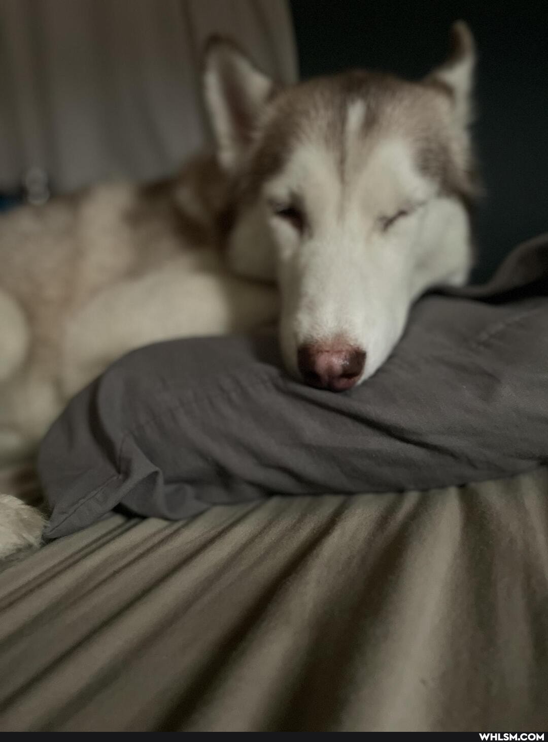 dog, aww, husky, pets