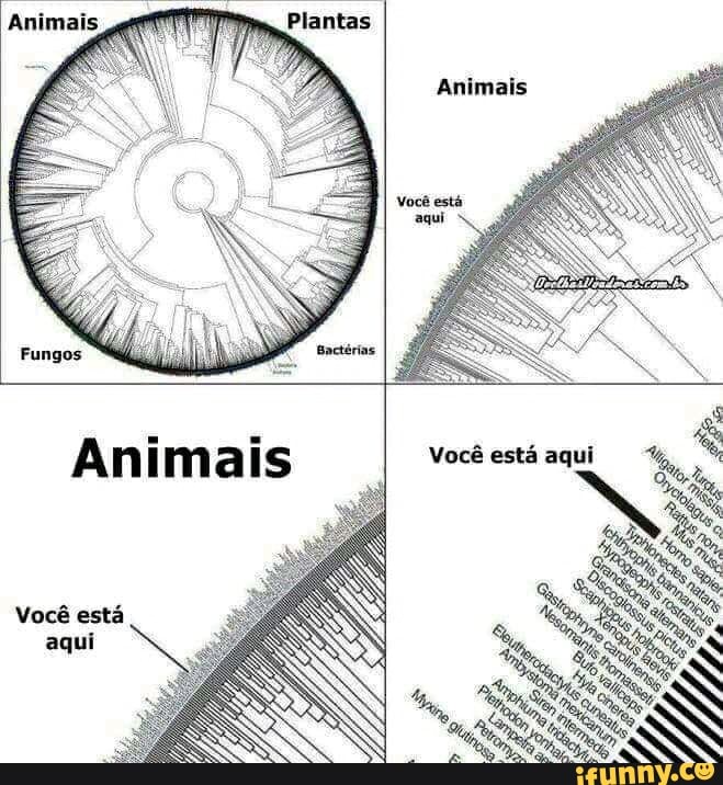 Animais
Você está aqui
Anima