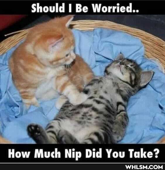 Should Be Worried...
How Much Nio Did You Take?