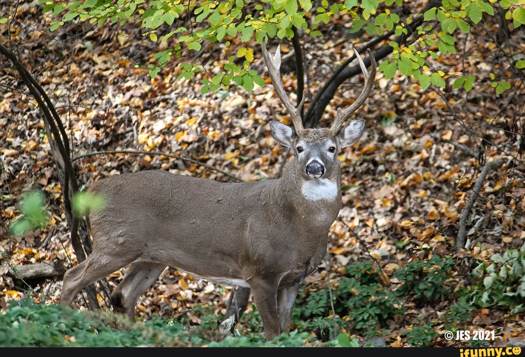 birding, wife, ran, whitetail, canon, eo