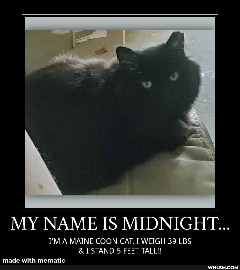 MY NAME IS MIDNIGHT...
I'M A MAINE COON CAT, I WEIGH 39 LBS
& I STAND 5 FEET TALL!!