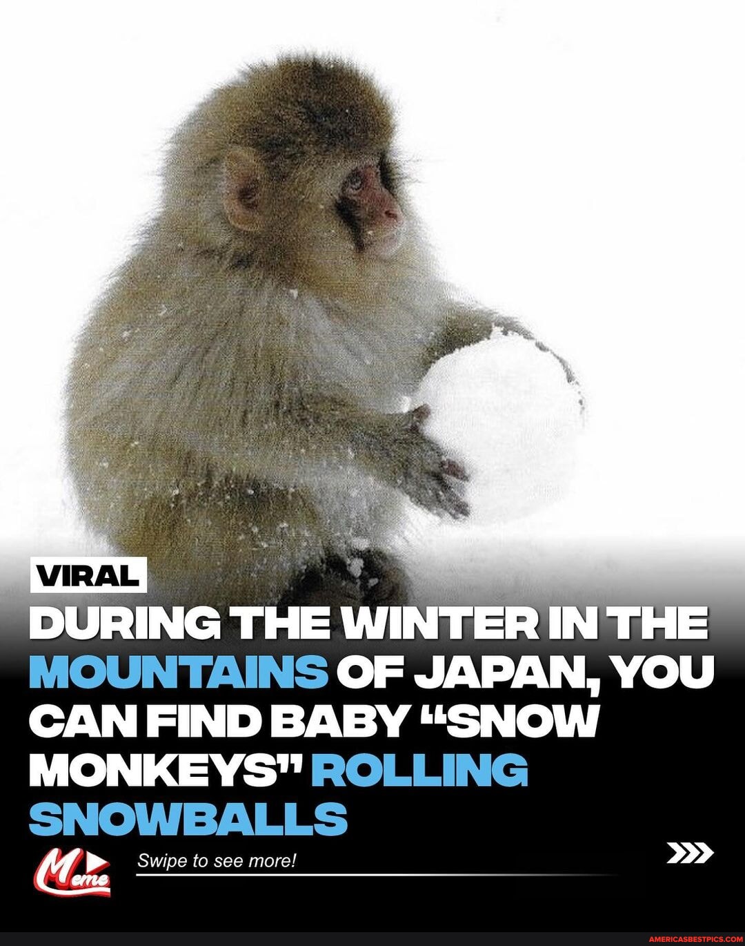 Japanese Macaques, also known as snow monkeys, are known for their love ...