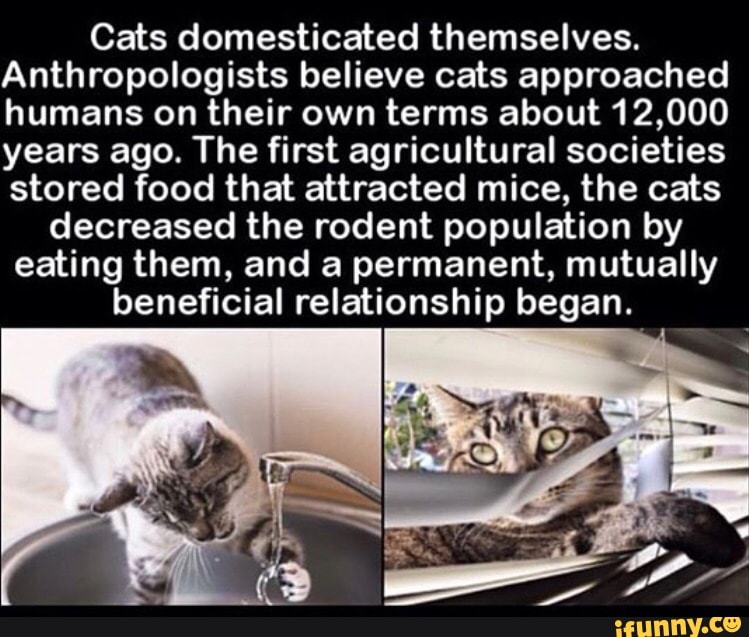 cats domesticated themselves reddit