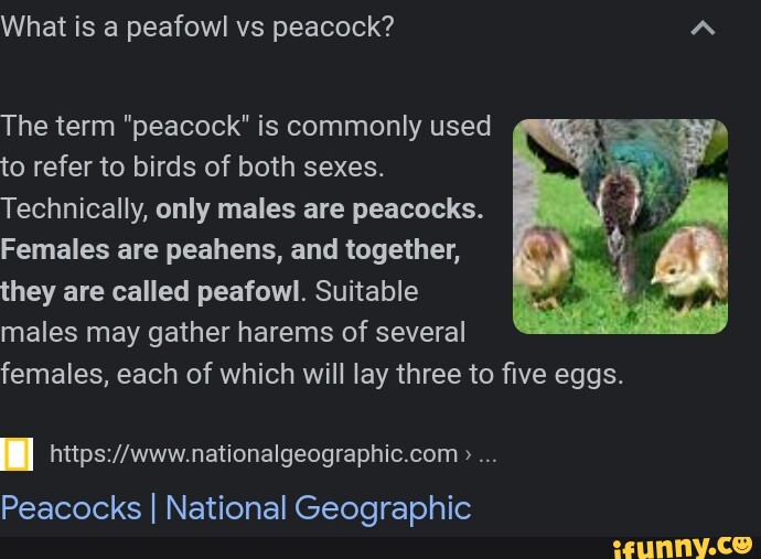 Peacocks memes. Best Collection of funny Peacocks pictures on iFunny