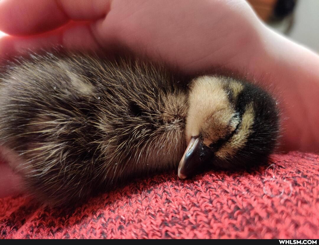 baby_animals, ducklings, bernie_sanders