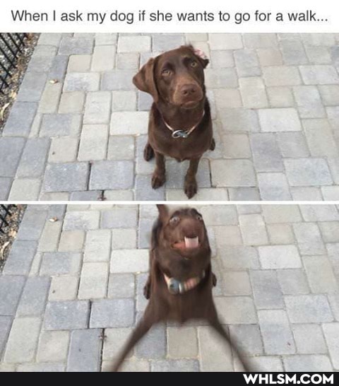 When I ask my dog if she wants to go for a walk..