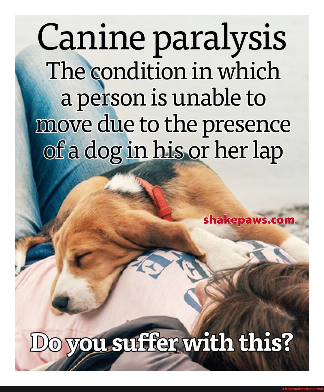 Canine paralysis
The yondition in which
" person is unable to
I move due to the presence ofa a dog in his,or her lap
shakepatis.cona
Do you suffer with this?
