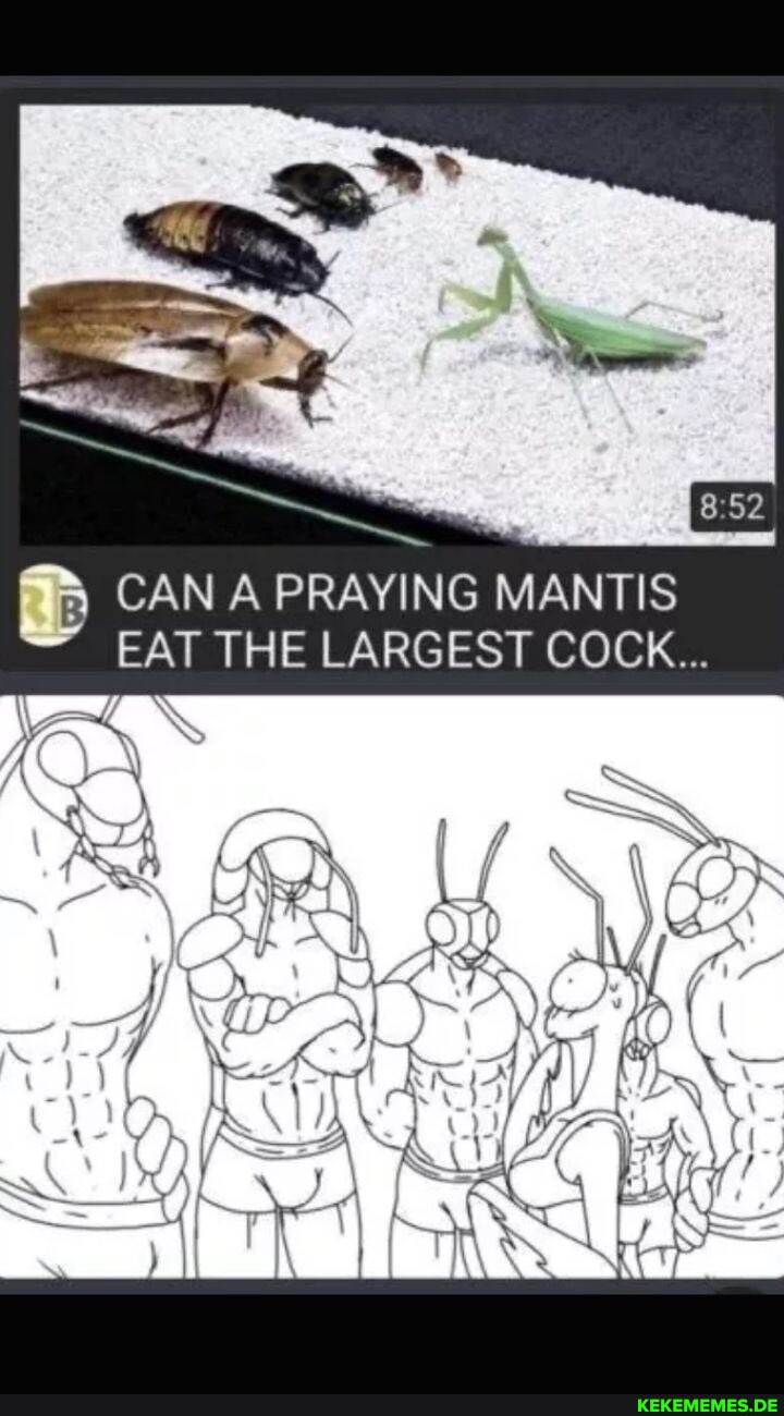CAN A PRAYING MANTIS EAT THE LARGEST COCK...
