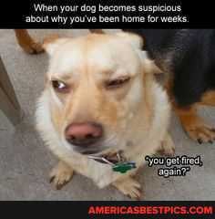 'When your dog becomes suspiclous about why you've been home for weeks.