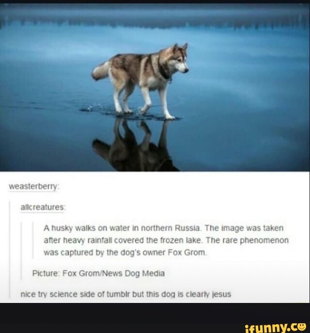 MES
A husky walks on water in northern Russia. The Image was taken
after heavy raintall covered the frozen lake. The rare phenomenon
was captured by the dog's owner Fox
Picture: Fox Grom/News Dog Media
nice try science side of tumbir but this dog Is clearty jesus