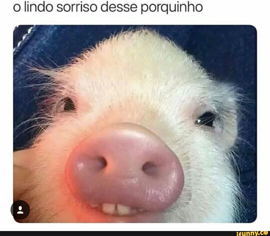 o lindo sorriso desse porquinho