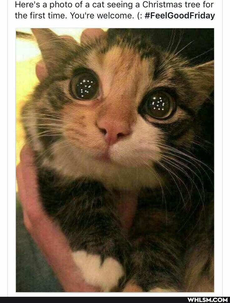 Here's a photo of a cat seeing a Christmas tree for the first time. You're welcome. #FeelGoodFriday