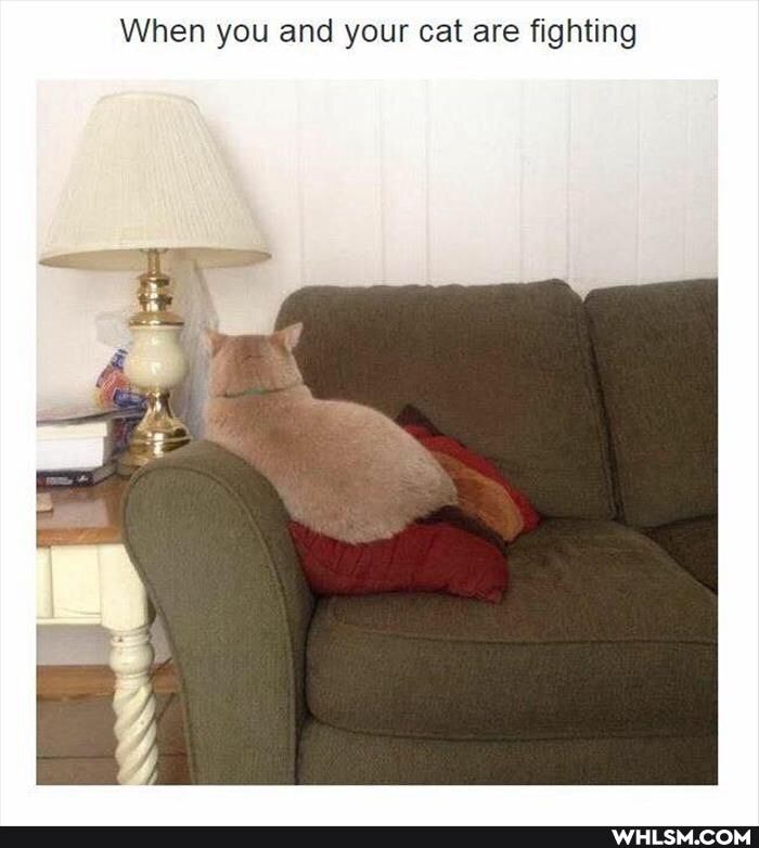 When you and your cat are fighting
