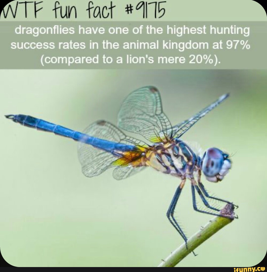 Video memes nNSnSFRkA by Tkmario: 2 comments - iFunny