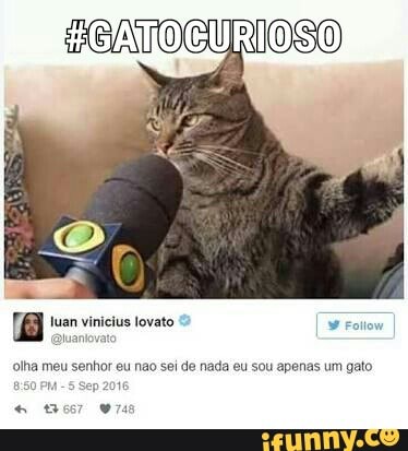 olha meu senhor eu nao sei de nada eu sou apenas um gato