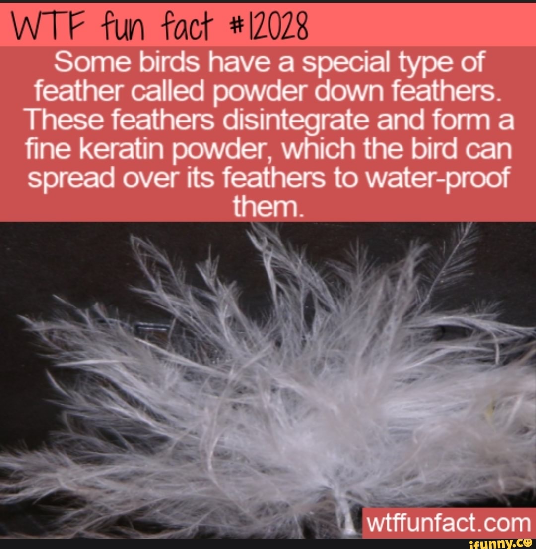 WTF fun fact 12028 some birds have special type of feather called