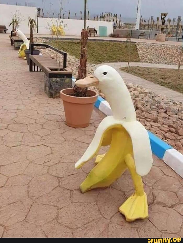 Bananaduck Memes Best Collection Of Funny Bananaduck Pictures On IFunny