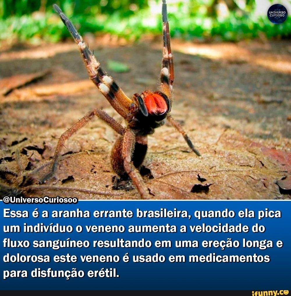 Essa é a aranha errante brasileira quando ela pica um indivíduo o veneno aumenta a velocidade