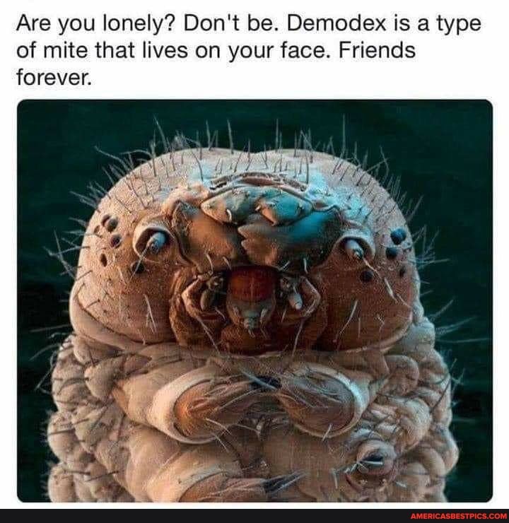 Are you lonely? Don't be. Demodex is a type of mite that lives on your face. Friends forever.