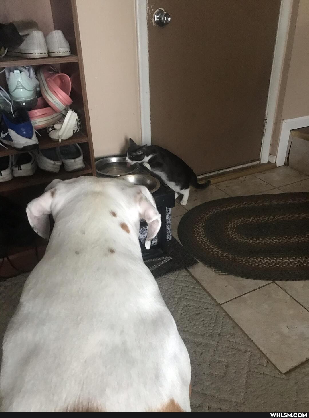 funny, kitten, doggo