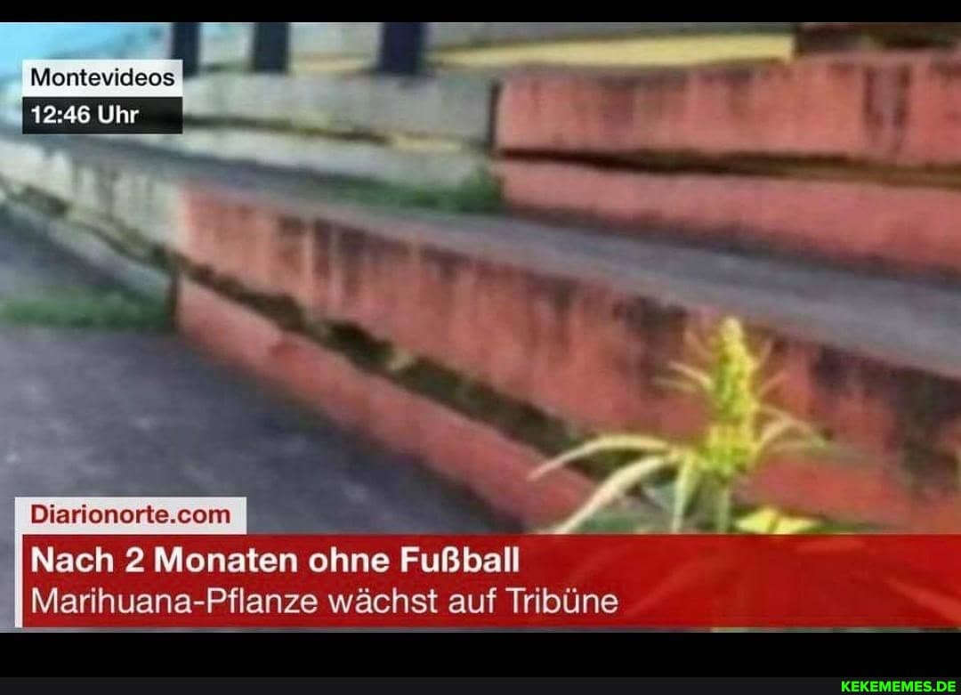 Montevideos I
Uhr
Diarionerte.cem
Nach 2 Monaten ohne Fußball
IMarihuana-Pflanze wächst auf Tribüne