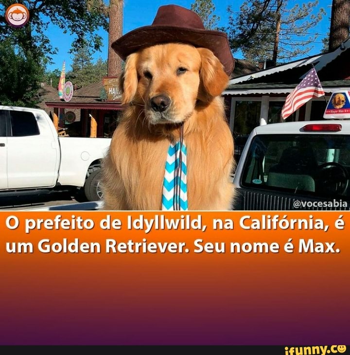 prefeito de dl, na Califórnia, um Golden Retriever. Seu nome Max.