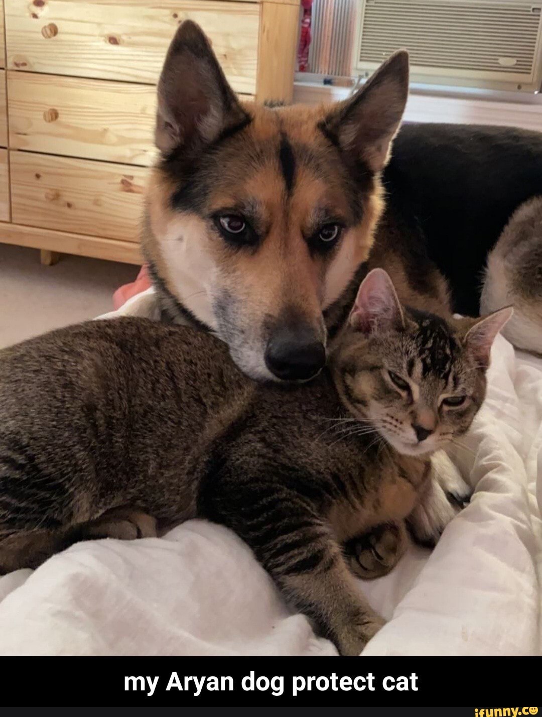 my Aryan dog protect cat - my Aryan dog protect cat