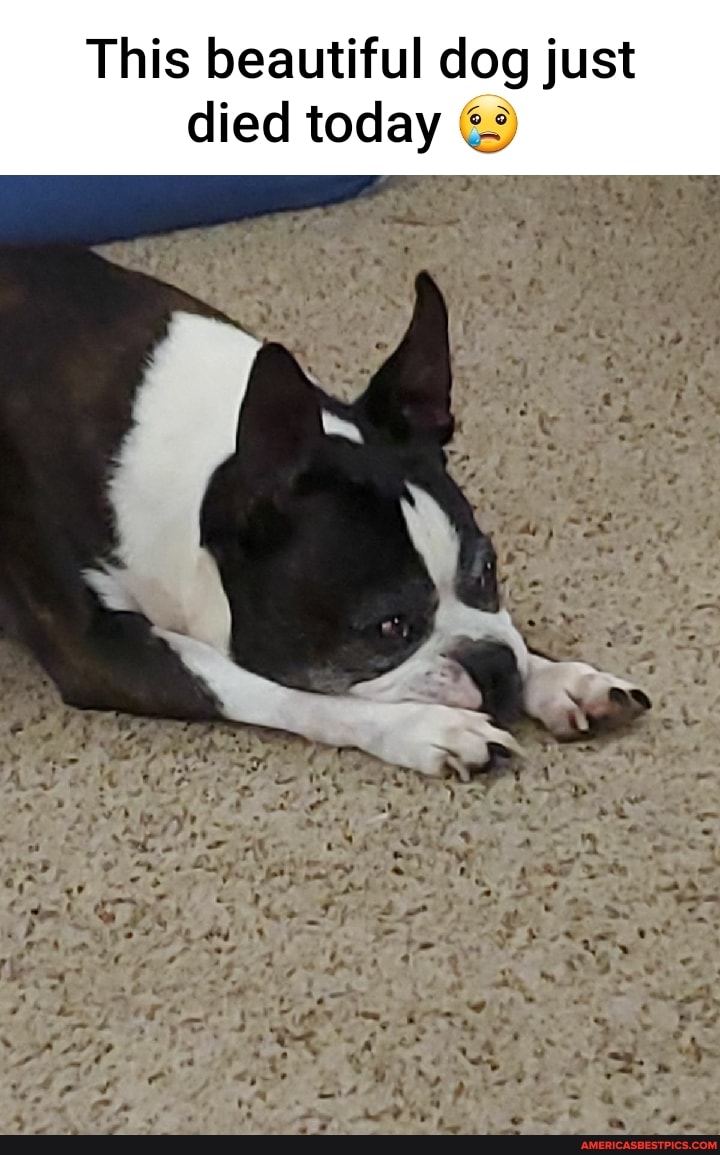 This beautiful dog just died today