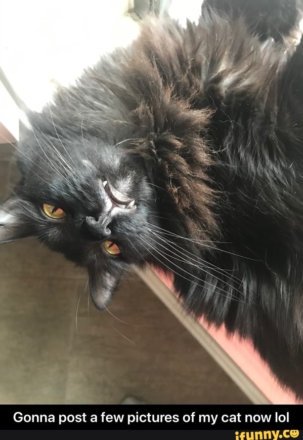 Gonna post a few pictures of my cat now lol - Gonna post a few pictures of my cat now lol