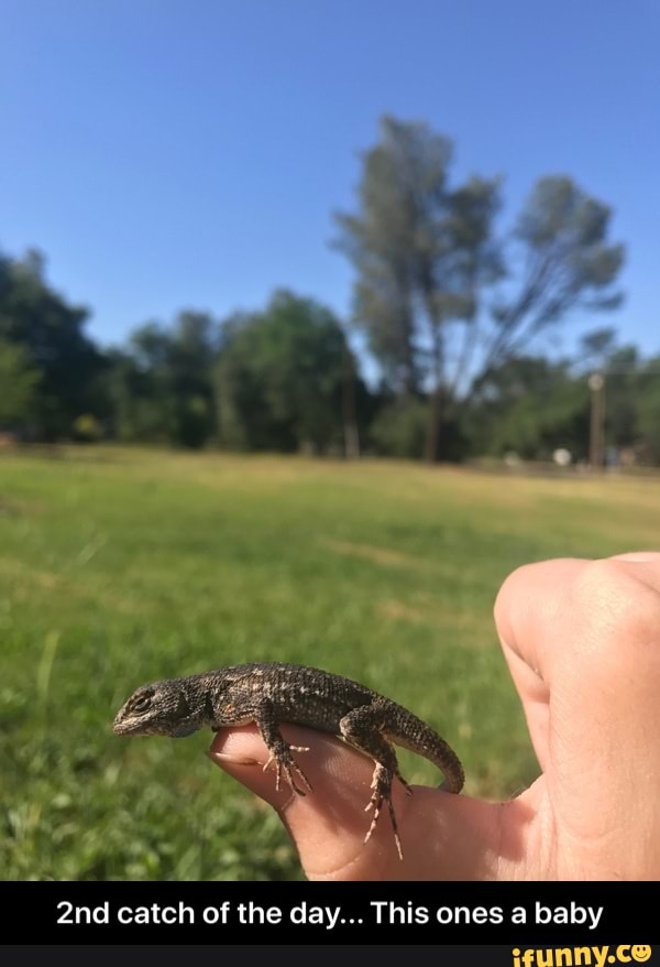 2nd catch of the day... This ones a baby - 2nd catch of the day... This ones a baby