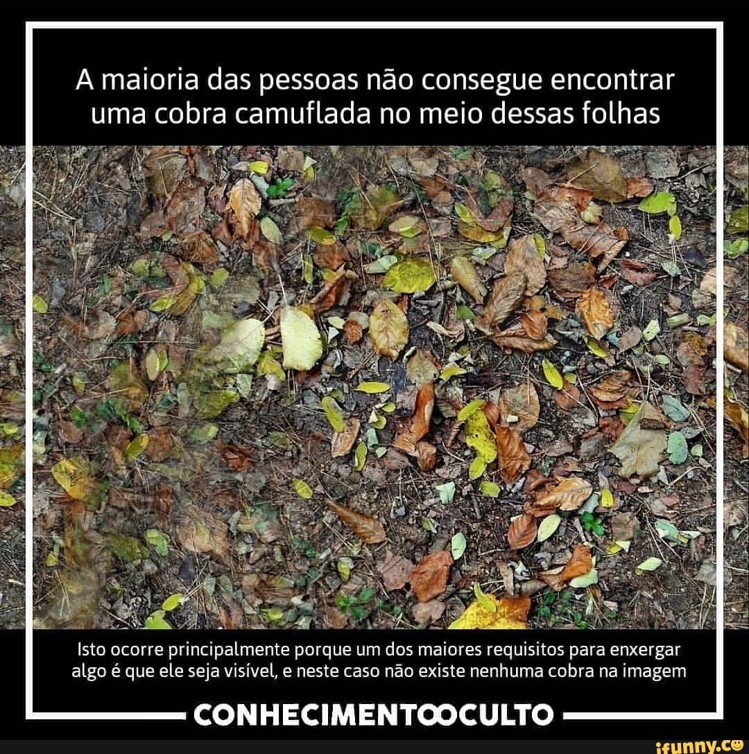 A maioria das pessoas não consegue encontrar
uma cobra camuflada no meio dessas folhas
see
ere
Isto ocorre
principalmente porque um dos maiores requisitos para enxergar
algo é que ele seja visível, e neste caso não existe nenhuma cobra na imagem
CONHECIMENTOOCULTO